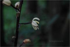 Aphyllorchis prainii